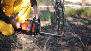 How Our Tree Care Process Works  in Sault Ste Marie, MI